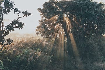photos of trees and sunlight